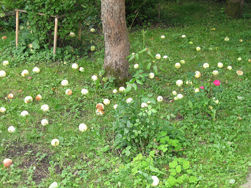 Fallfrukt i Gustafs och Lenas trädgård.